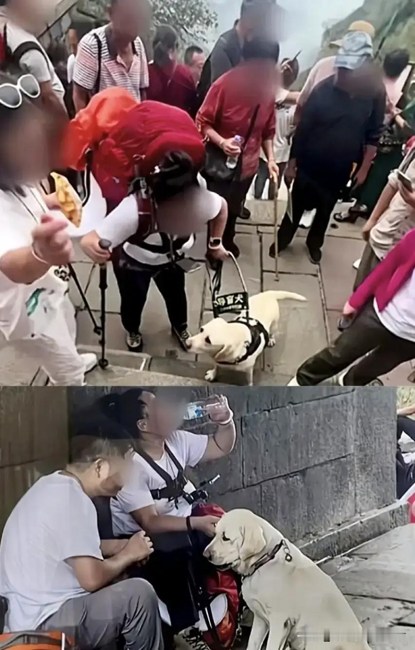 芬迪的主人王女士再次发声称自己没有虐待芬迪，并把去年报名的活动截图发出来，后面还