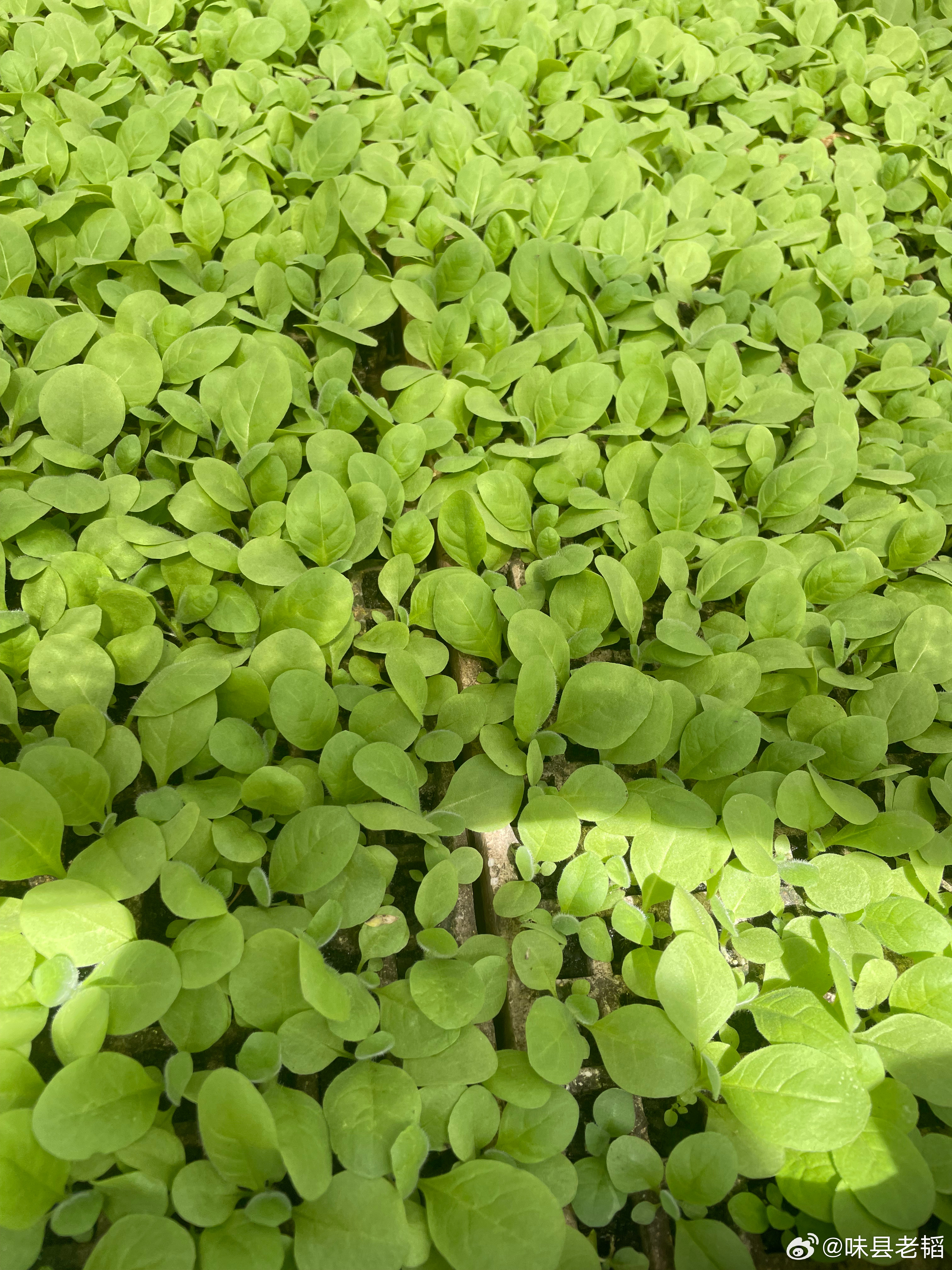 又是人间四月天……今年的护林防火高风险期暂时告一段落……始终保持对敬畏自然之心，