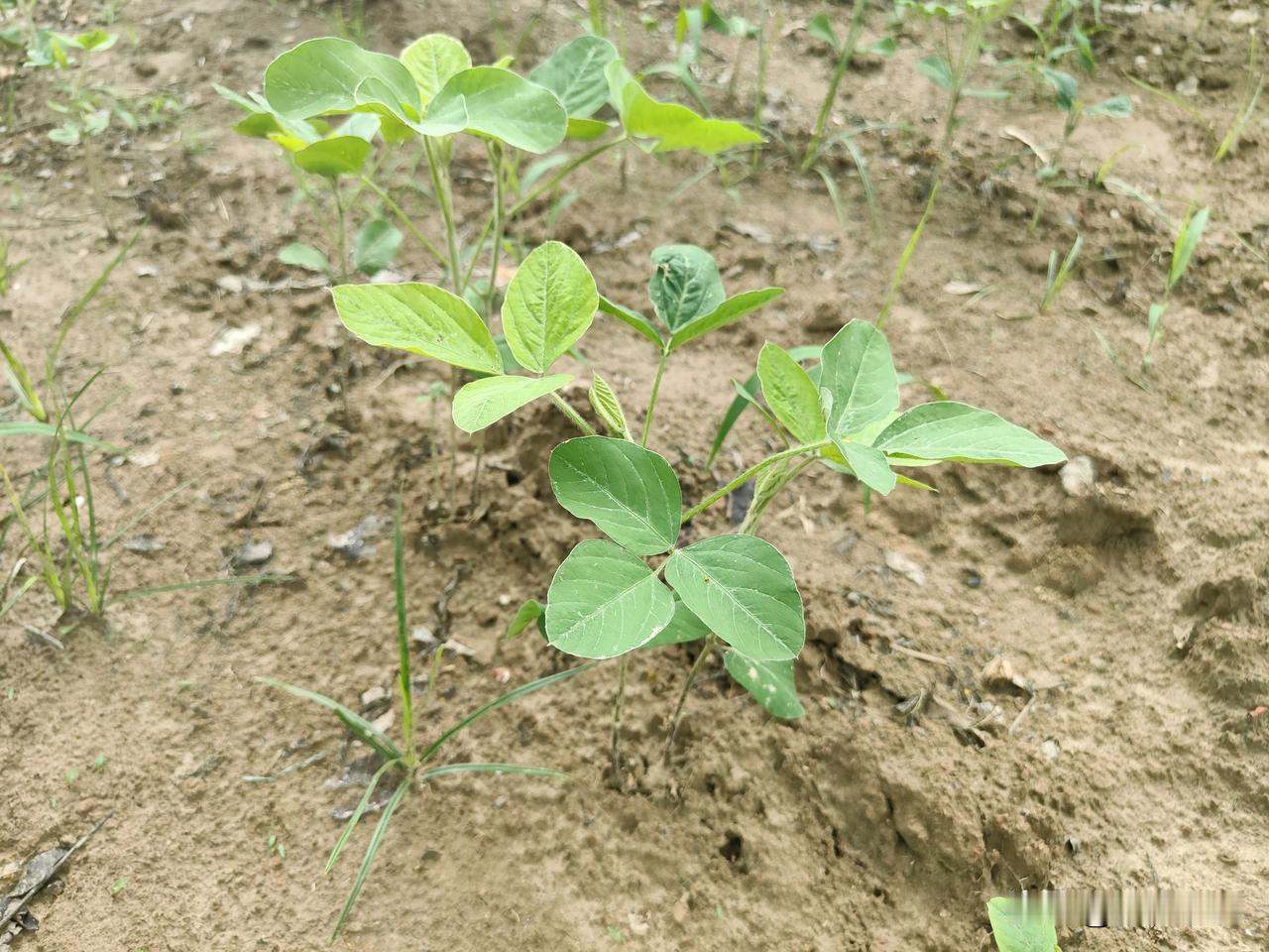 今天，给大家介绍一个大豆田专用的除草剂配方，这个配方就是精喹禾灵+氟磺胺草醚+烯