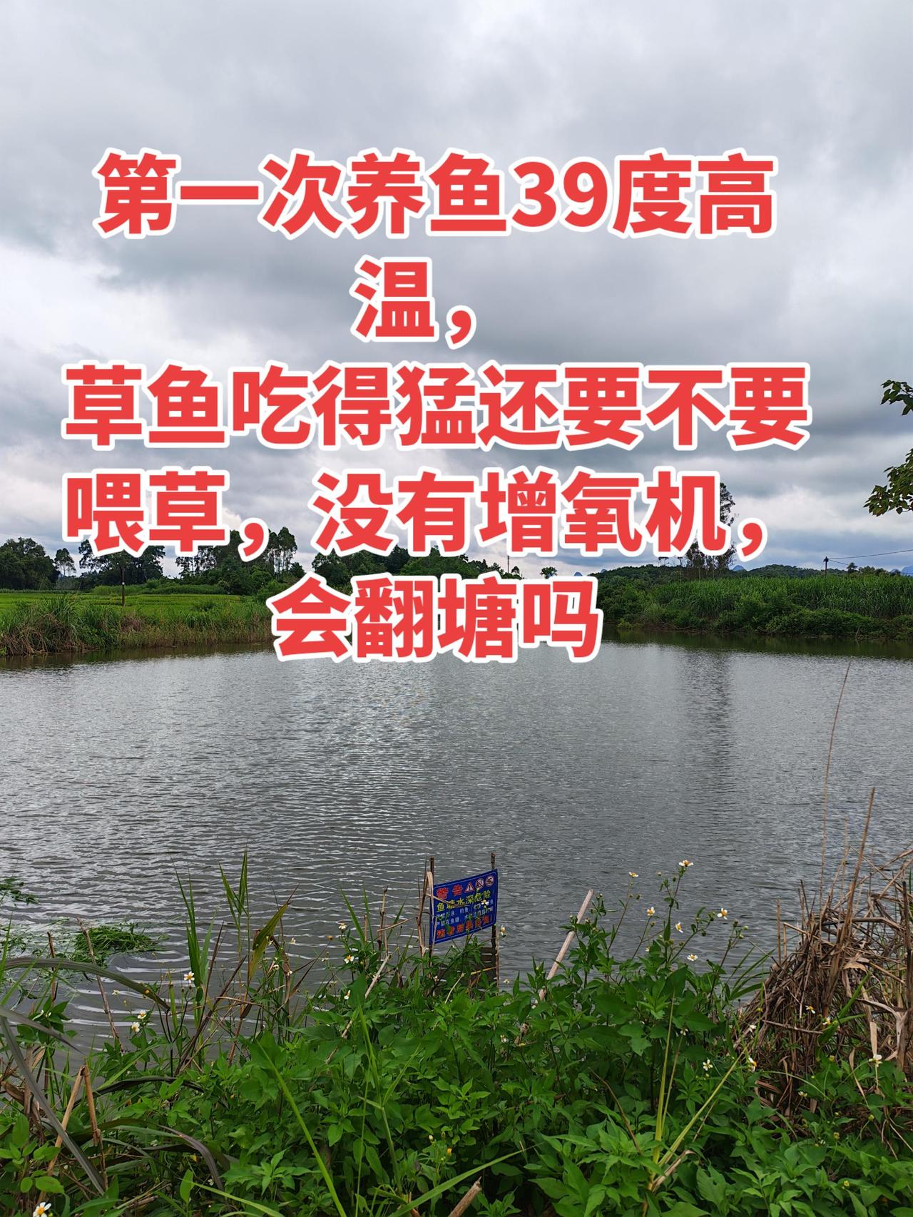 第一次养鱼高温天气，没有增氧机，怎么办养鱼 养鱼日记 农村生活 农村 ，