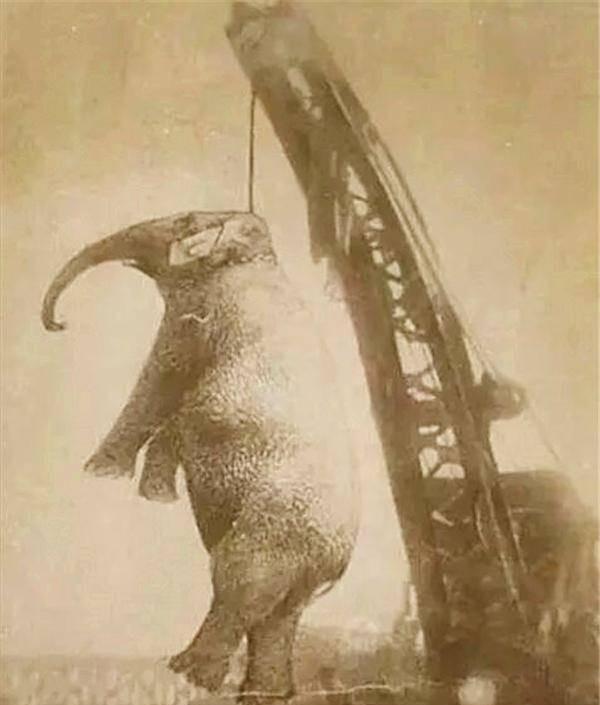 1916年，美国一个小镇马戏团的大象玛丽，在游街表演时，残忍地踩死了自己的驯兽师