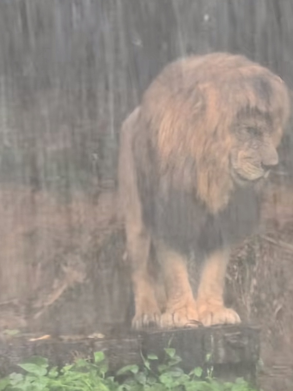 被长隆动物园淋雨狮子刷屏了不懂就问，淋雨的狮子会感冒吗