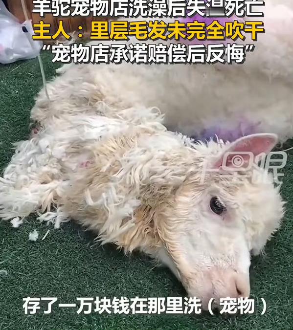 事件揭示宠物行业动物福利意识薄弱与标准化缺失的深层矛盾。羊驼死亡并非偶然，而是专