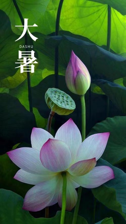 大暑到“暑”不完的快乐“暑”不尽的好运 ​​​