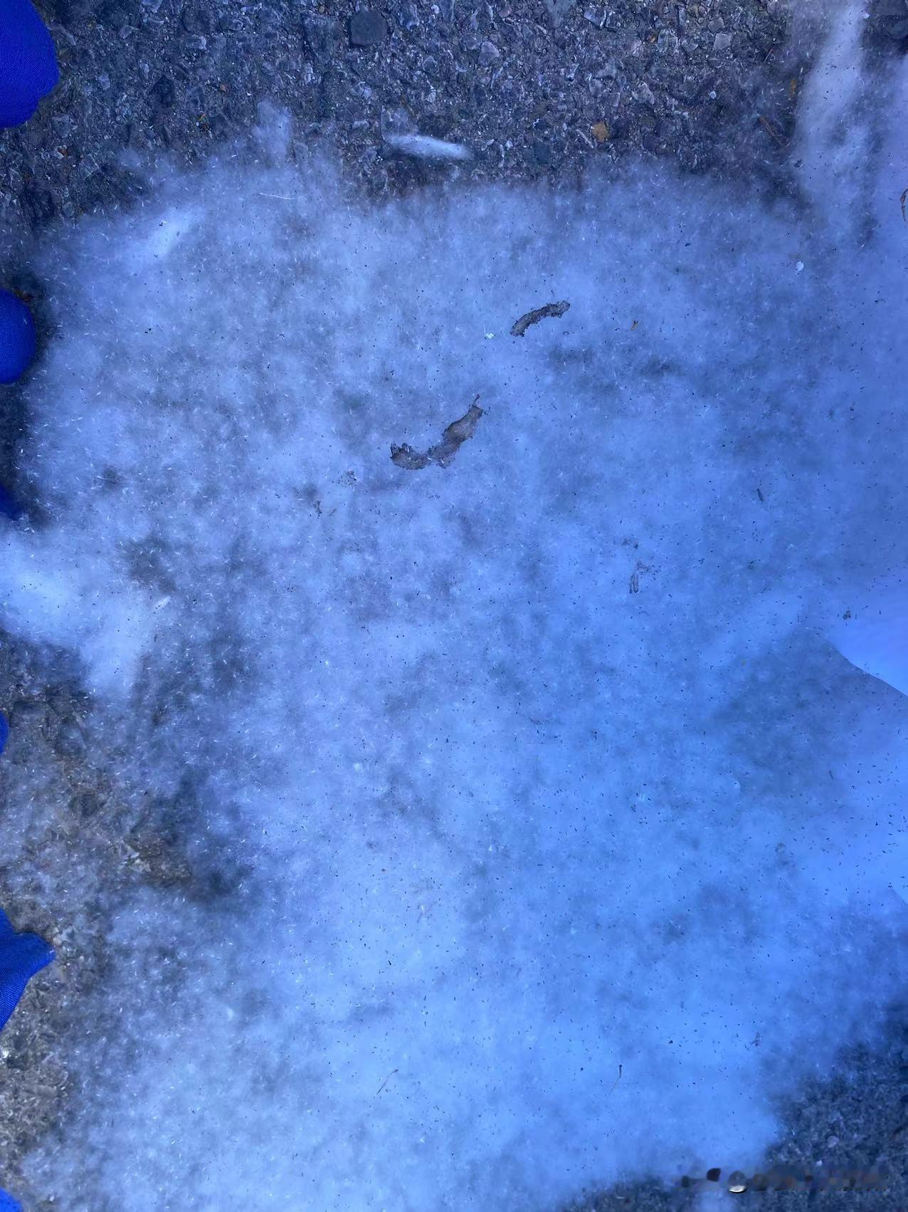 又到了漫天飞“雪”的季节了。
今天经过仔细观察，发现了一处“飞絮”的由来。
旱柳