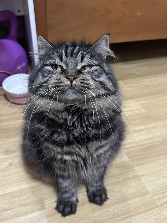 鬼眯日眼