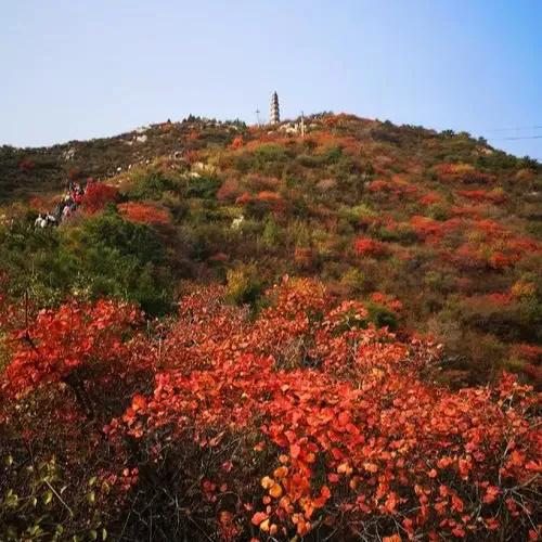  
从本土新闻中获悉:我市尖草坪区将于10月11日《九九重阳节》在“窦大夫寺”正