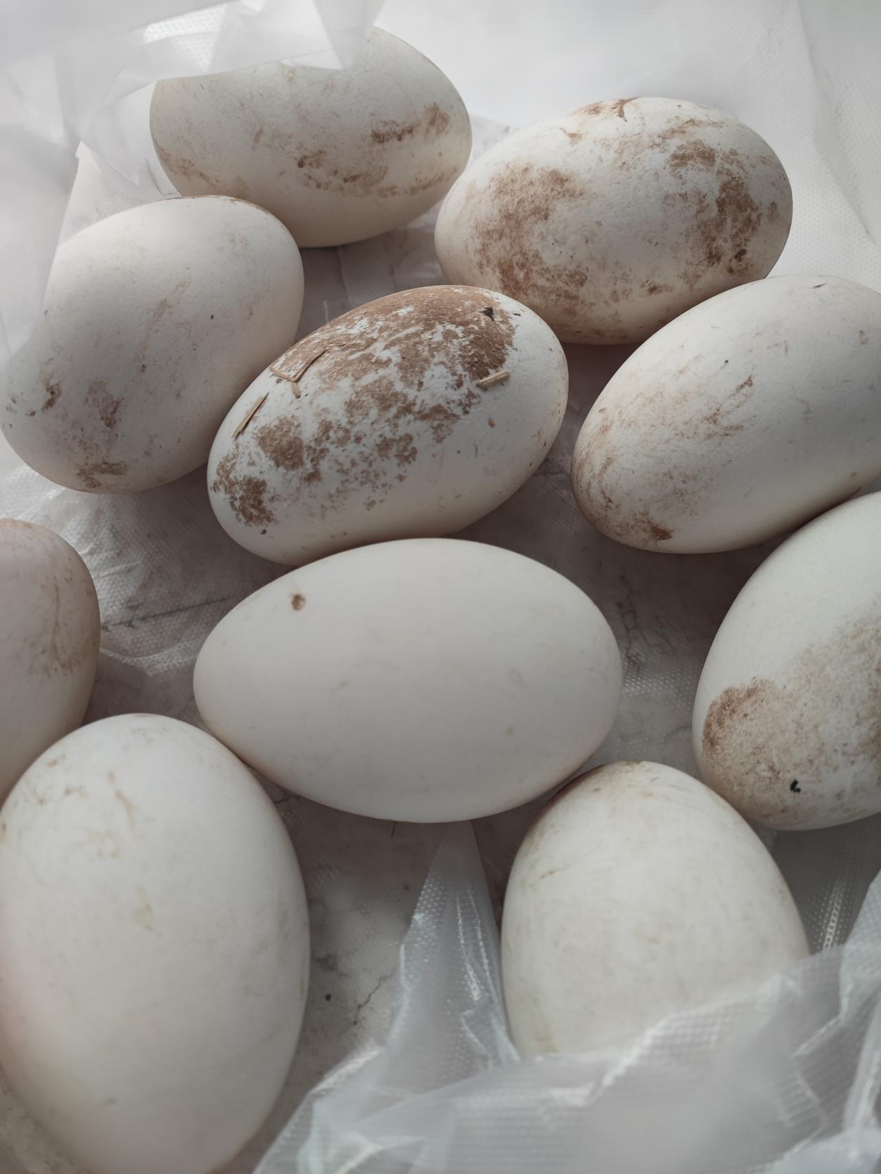 最近几年人人都说春季吃鹅蛋好，
说鹅蛋的黄就像小灵芝一样有营养，
今天赶大集也给