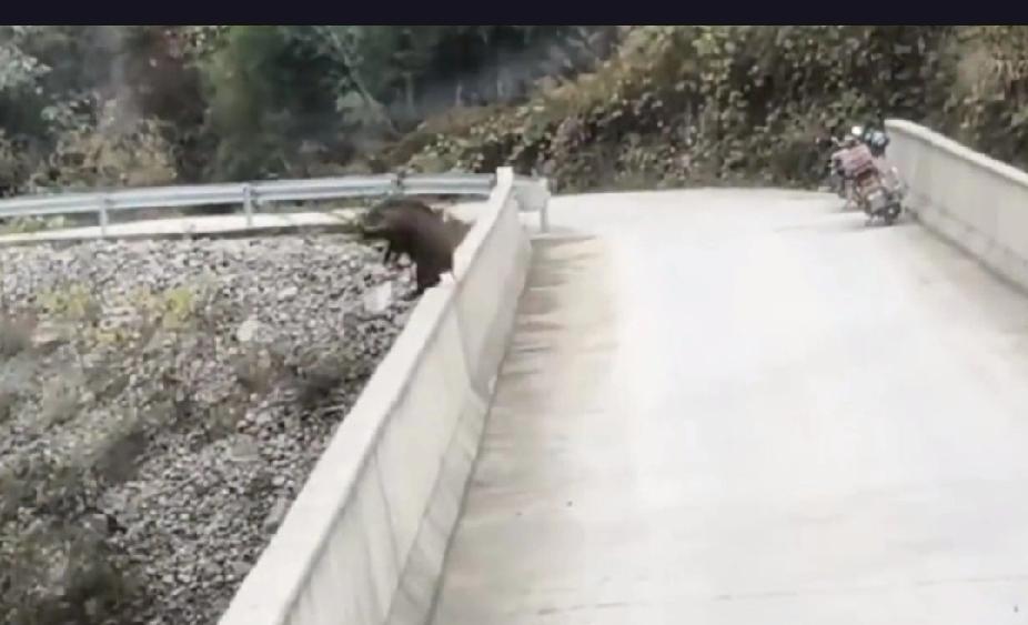 重庆一野猪为何会选择跳桥？这背后隐藏着怎样的生存危机？
重庆城口县近日发生一起令