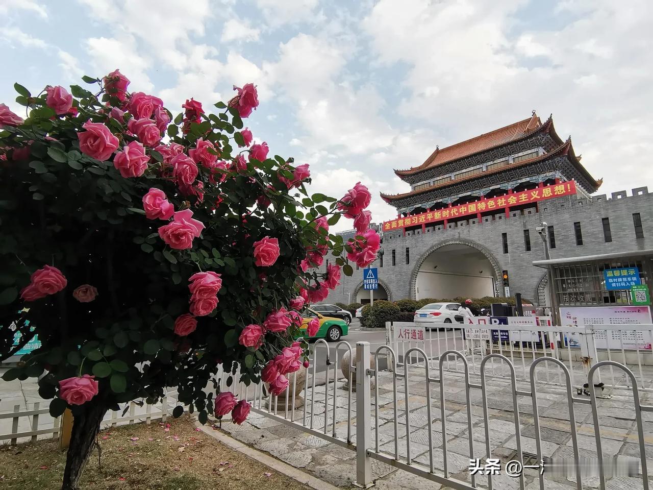 从贵州六盘水的乌蒙大草原出发，来到云南楚雄，进入市区，路边的玫瑰花太亮眼了。
