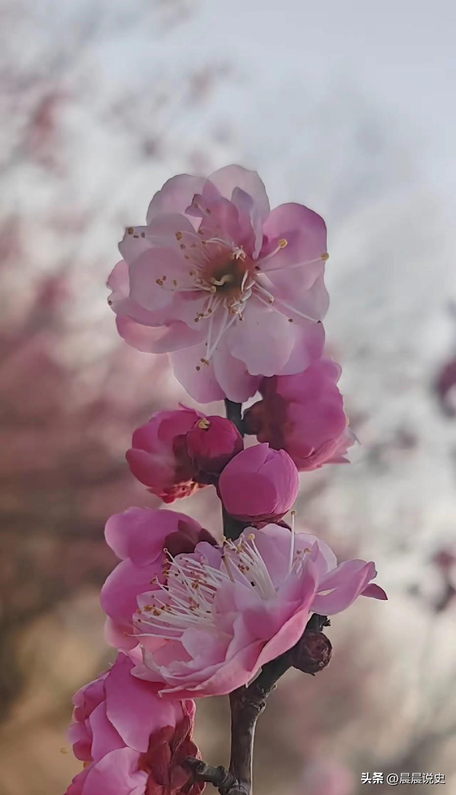 夏侯霸逃亡蜀汉时，邀请征西将军夏侯玄一同逃亡。夏侯玄拒绝，回到洛阳，担任太常。虽