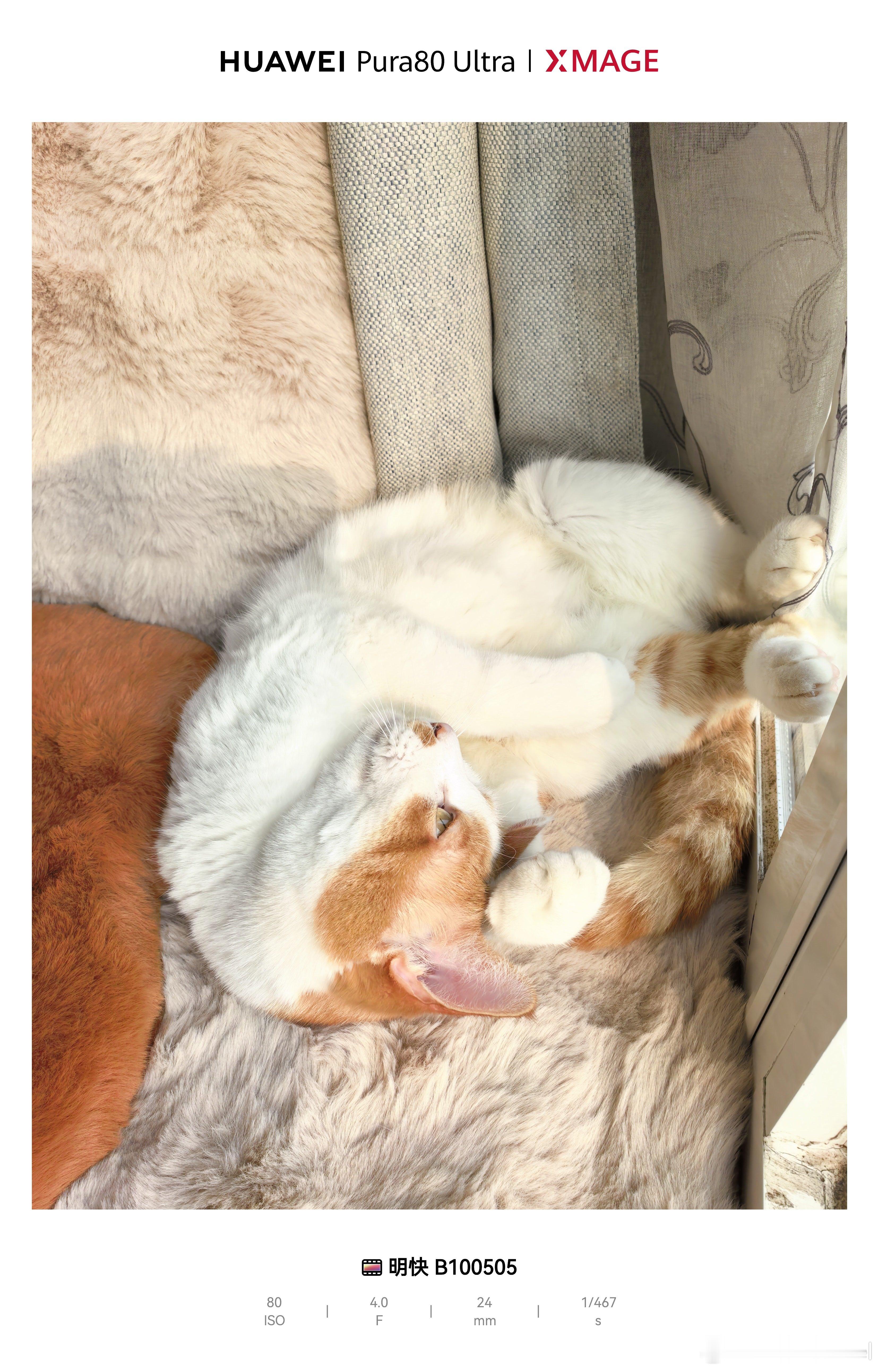 橘二的快乐很简单：在有阳光的窗台上，打滚舔毛睡觉觉