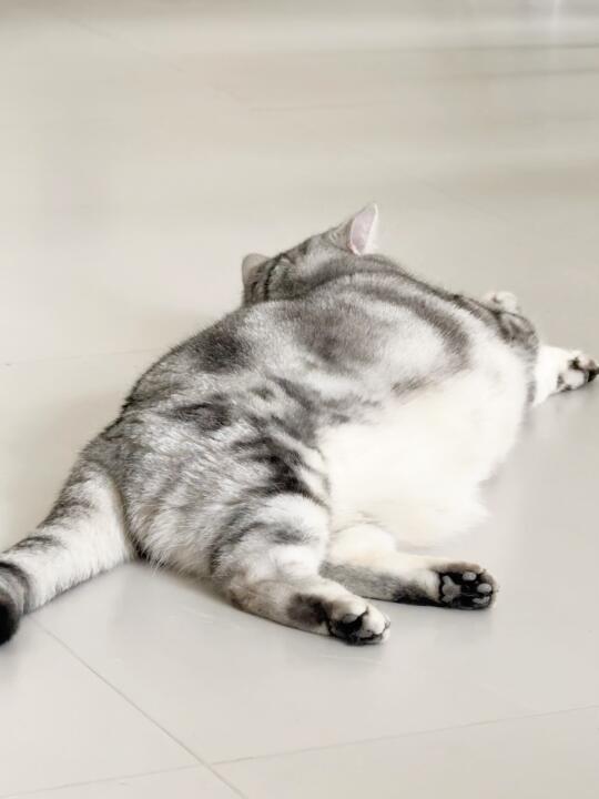 翘屁🍑小猫
