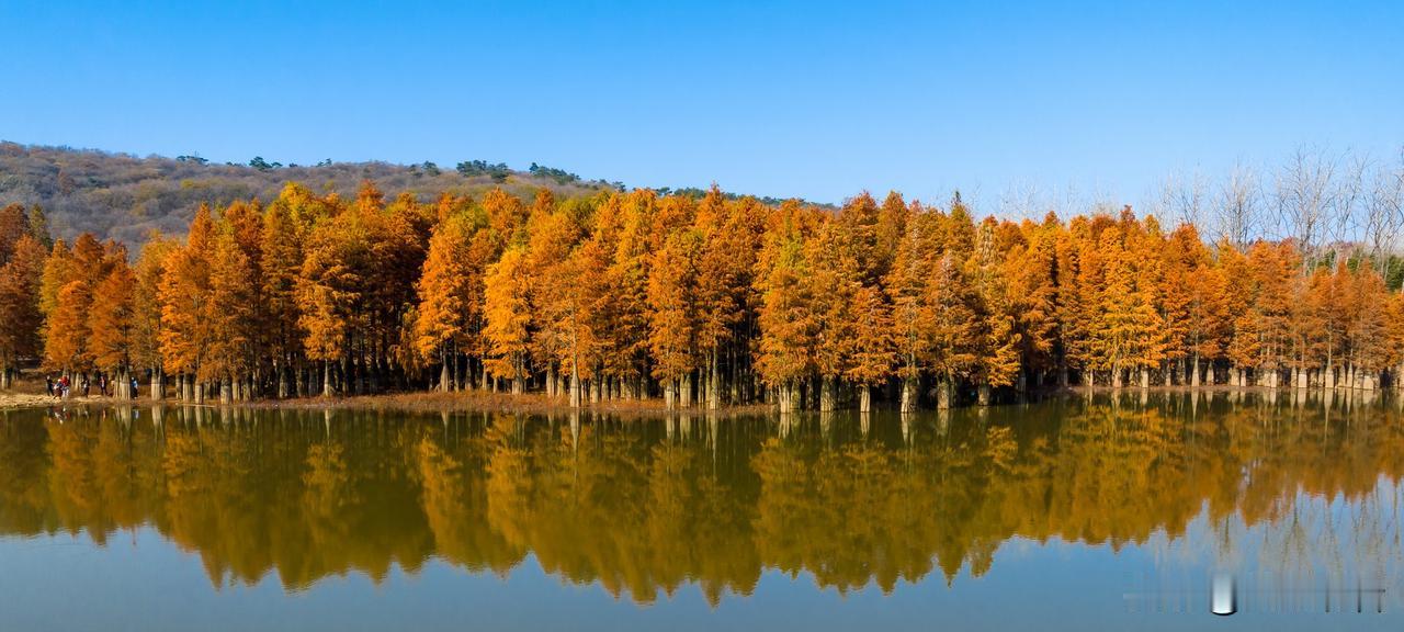 每到秋季，南京六合的止马岭便展现出“疏影秋浓，杉羽嫣红”的绝美景色。止马岭的池杉