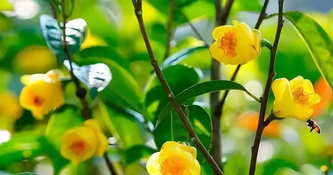 在春天的山林里，一朵黄色山茶花悄然绽放，它低调却魅力十足，引人好奇为何如此独特。