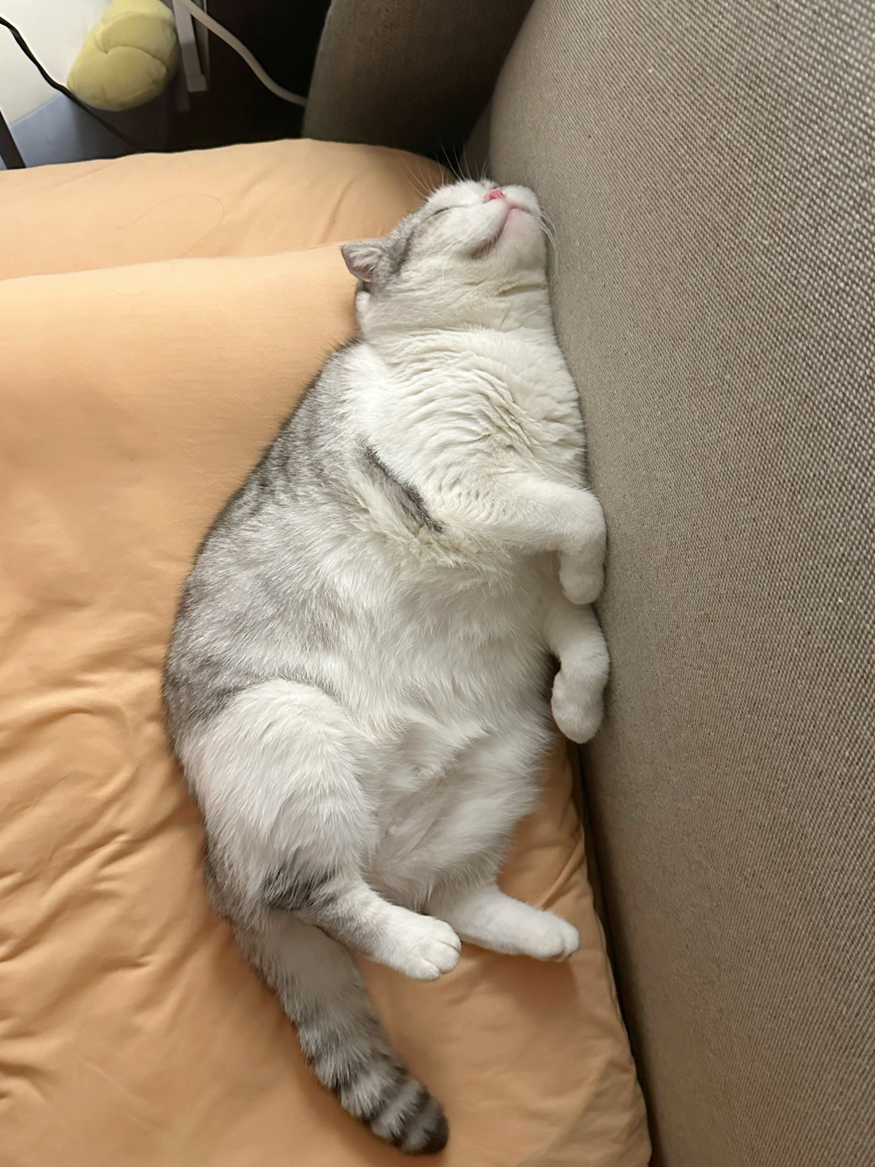 不是，哪有猫睡成这个小猪样的！ #萌宠初冬日记# ​​​