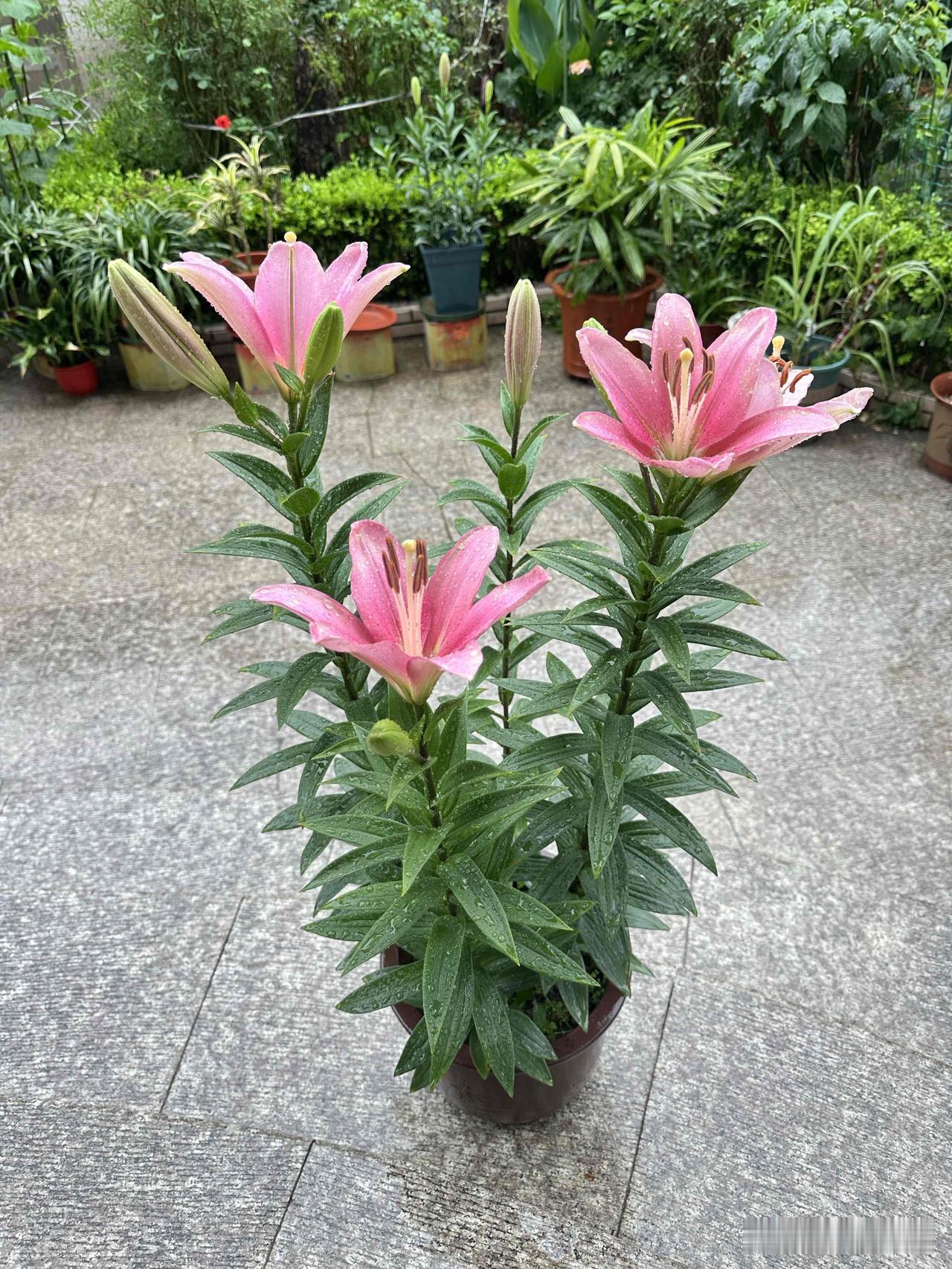 粉嫩的花朵绽放在绿意盎然的小院中，生机勃勃！🌸🌿