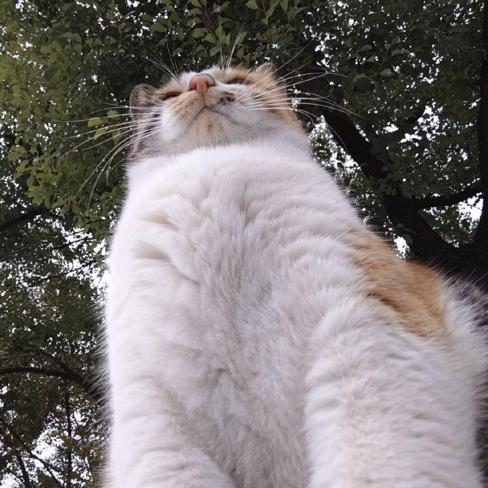 猫猫：人，你可以在我宽广的胸膛里哭泣。 ​​​