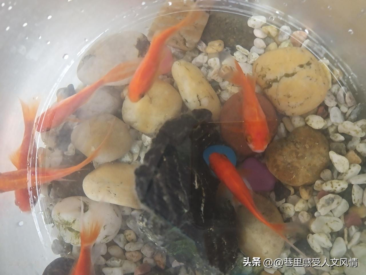 冬日生活打卡季清晨呵气成霜，热可可暖手。围巾裹紧，踩碎落叶咯吱响。街角糖炒栗子香