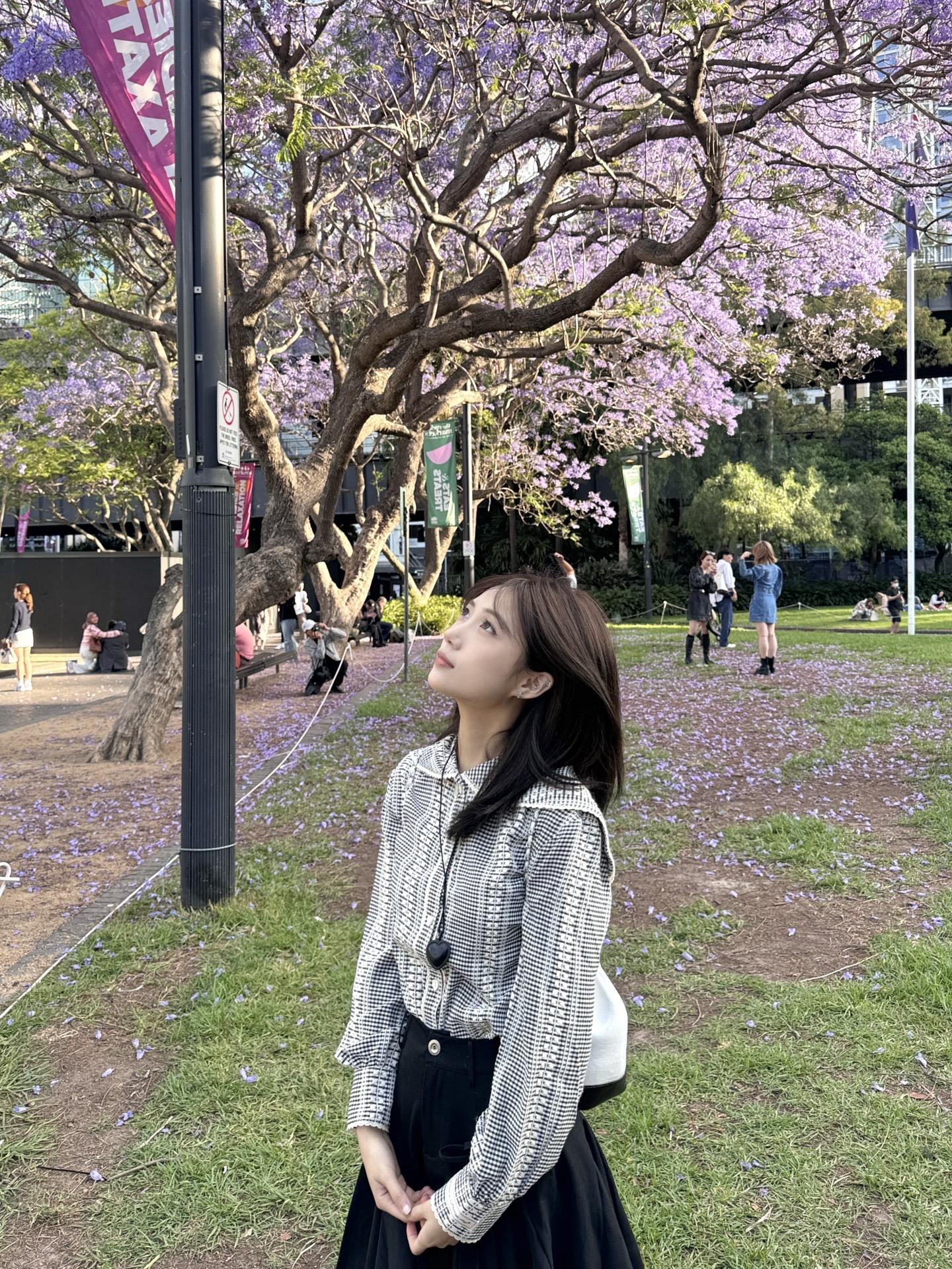 还就这个蓝花楹好看