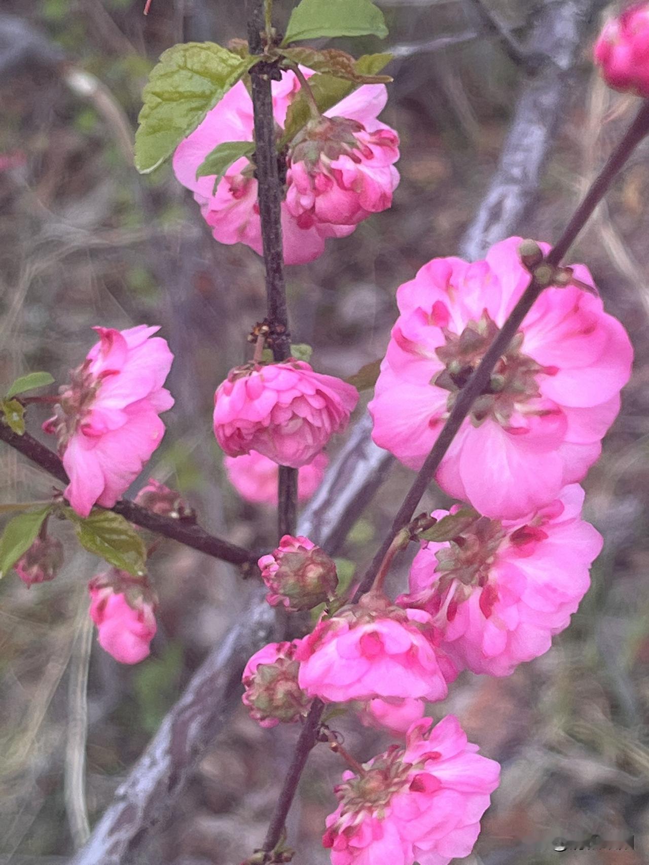 心游走在诗和远方
风未将记忆吹散
哪怕隔着千山万水
不期而至的温暖
总会到达
不