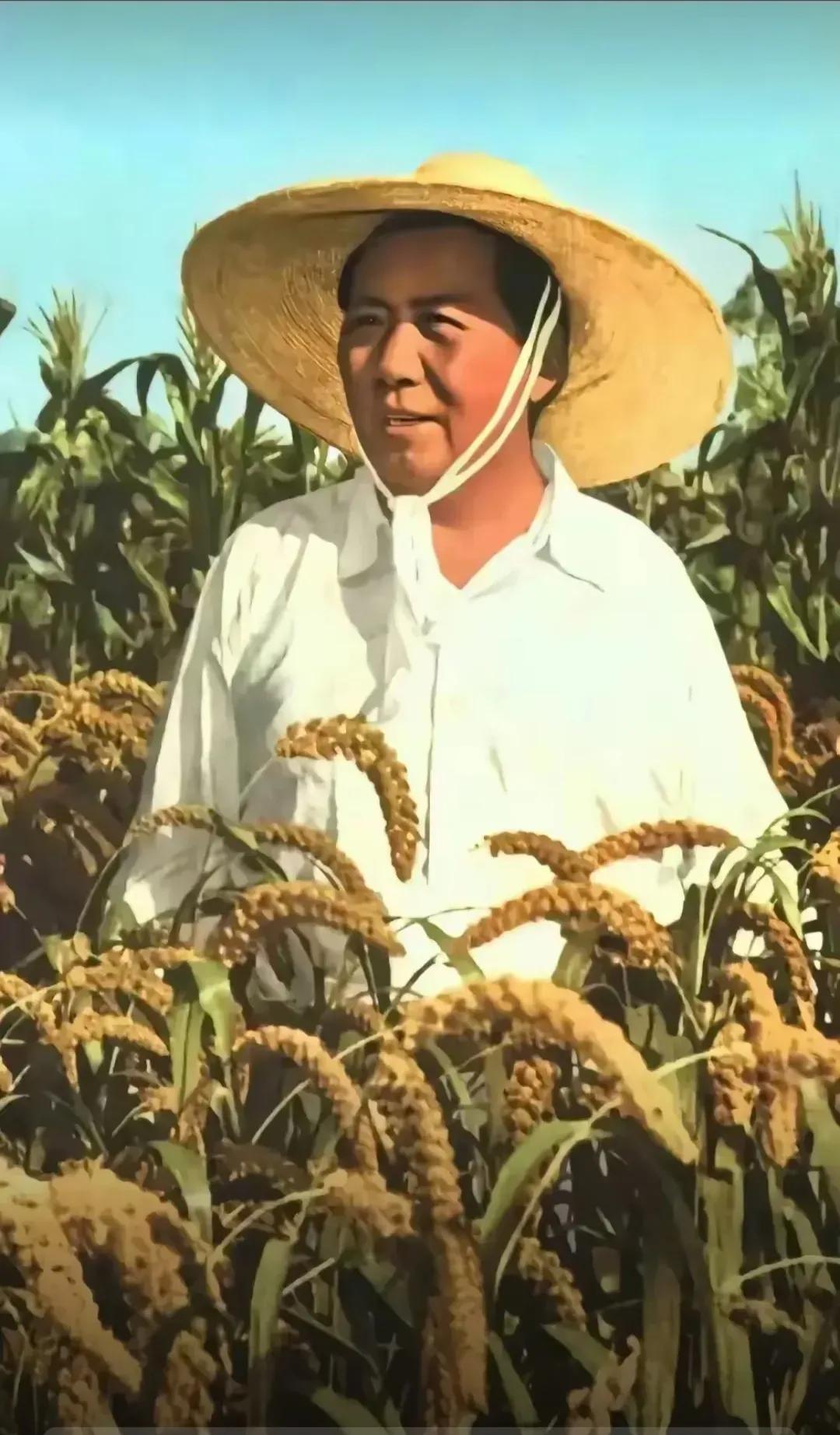 毛主席戴着草帽站在谷田中，望着眼前金灿灿谷穗，心中的喜悦不自觉的跃然脸上，在那个