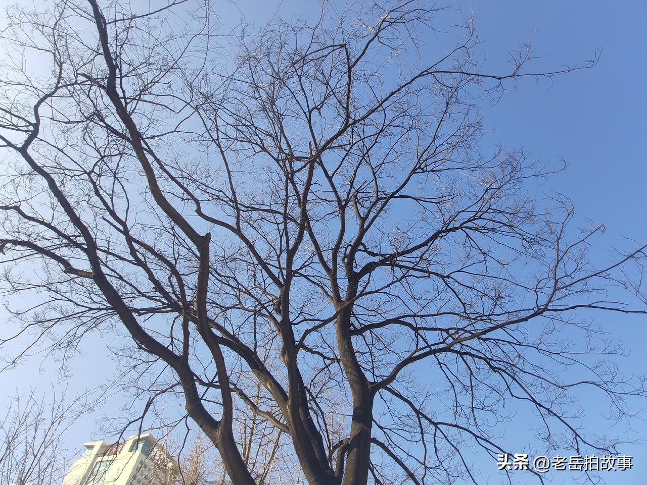 美国已经出售了价值5亿美元的委内瑞拉石油。这次美国的速度真是惊人的快，一边抓总统