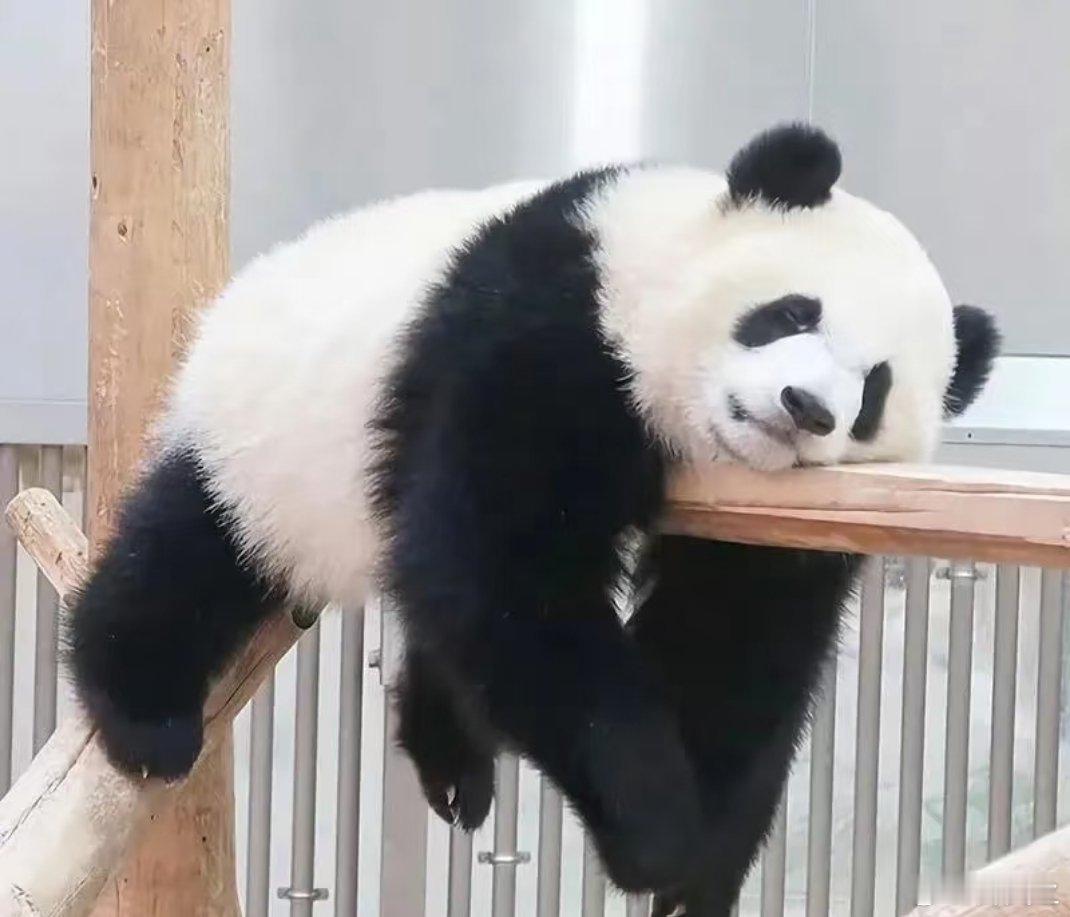 雪王溜肩背不上袋子惨遭人类挑衅杭州街头雪王被人类气到跺脚  嘿，这波操作真是让雪