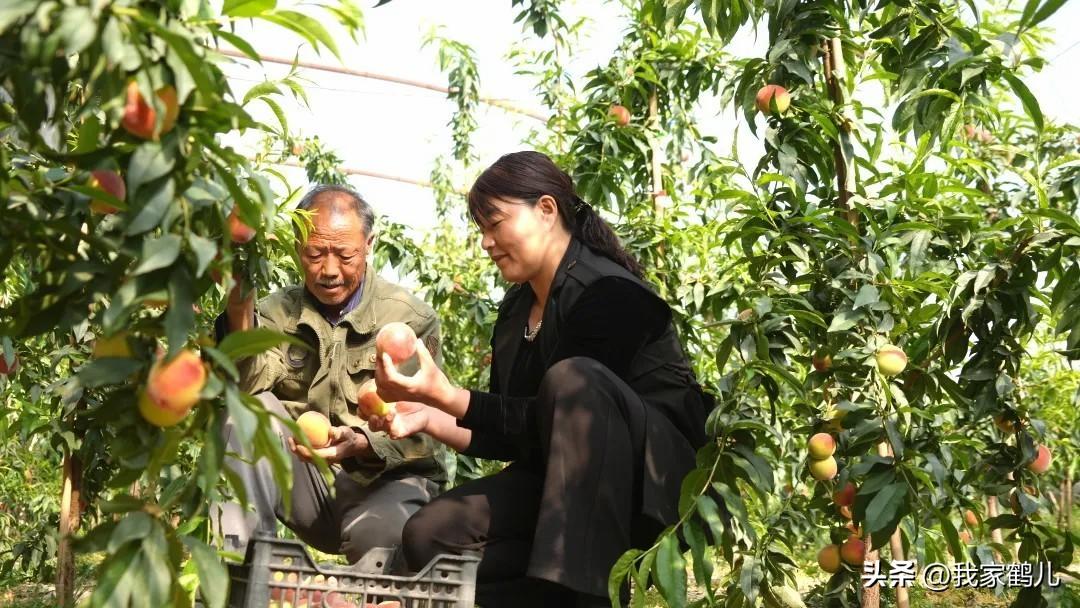 甘肃省张掖市[烟花]
肃南县白银乡白银村日光温室大棚，浓郁清甜的果香扑面而来。