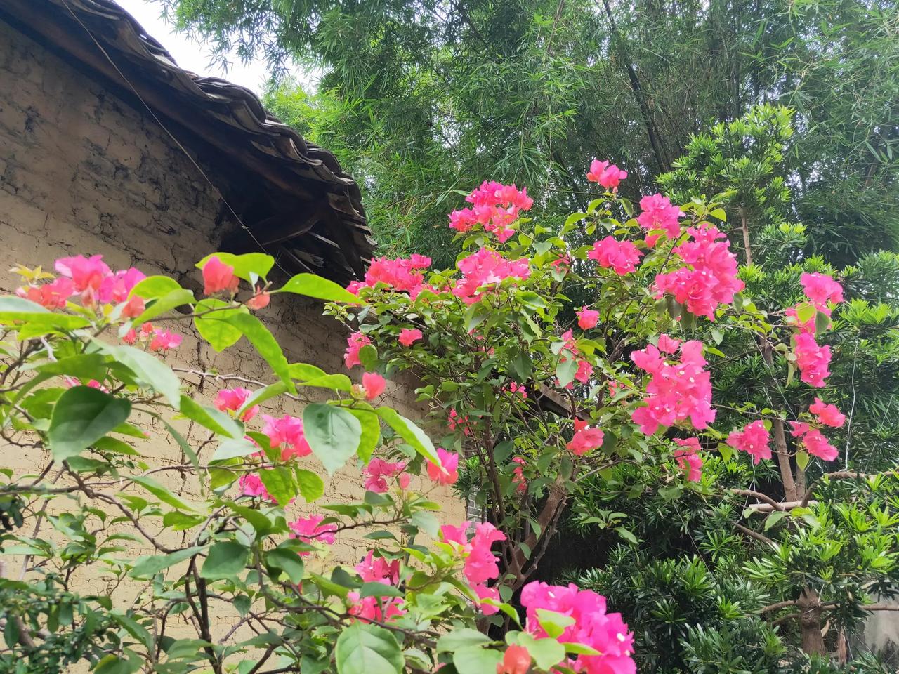 三角梅：花开满园，美丽如诗。#艳丽花朵随手拍# #随拍美丽的花儿# #秋日绽放的