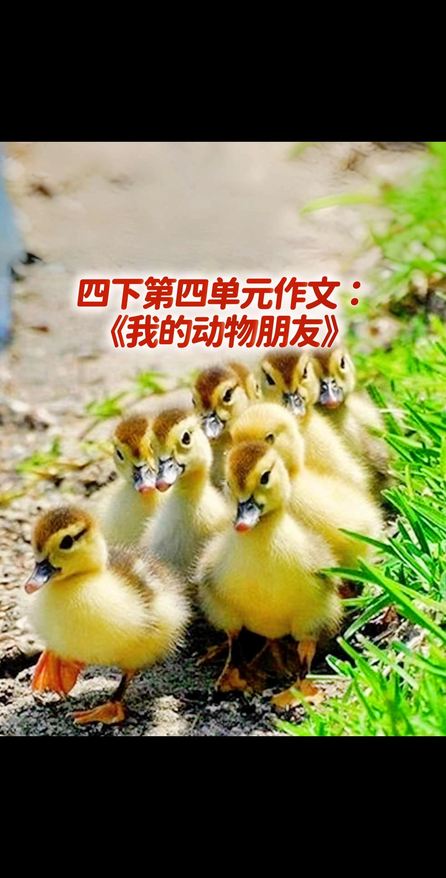 宝妈们，小学四年级下册第四单元习作《我的动物朋友》，同步优秀范文《可爱的小鸭子》。