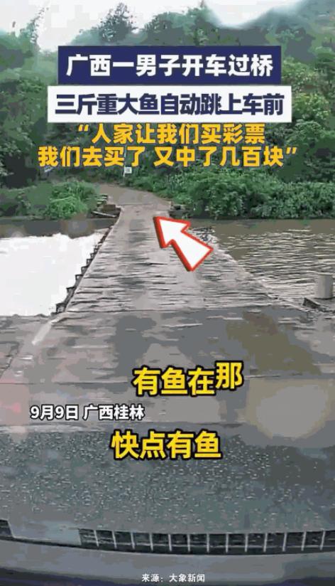 “这就是命啊！”9月9日，广西桂林，一男子开车过桥，突然，一条3斤重的大鱼从河里