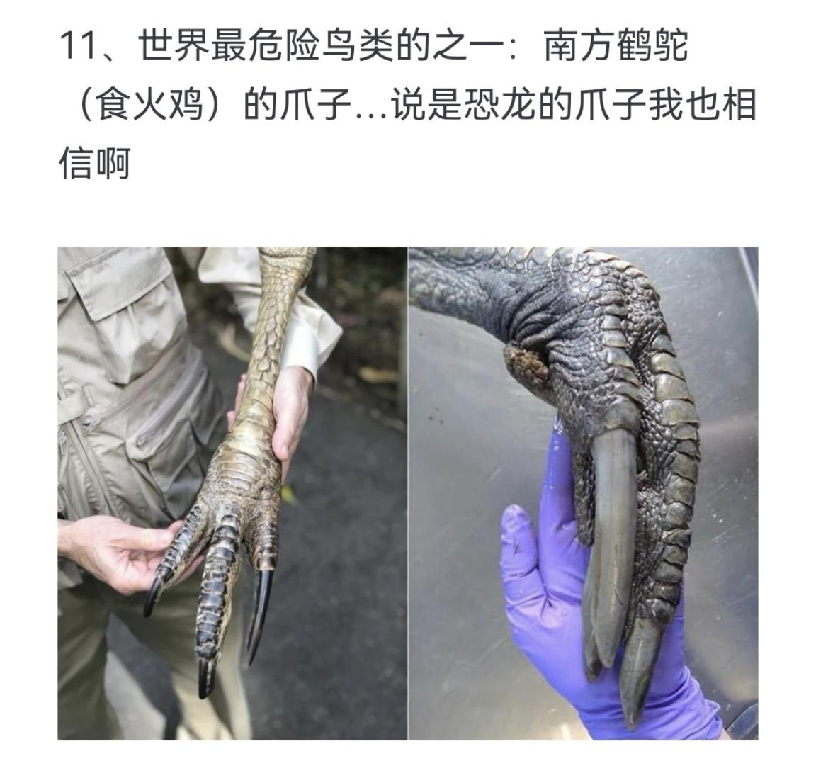世界最危险鸟类的之一：南方鹤鸵（食火鸡）的爪子…说是恐龙的爪子我也相信啊