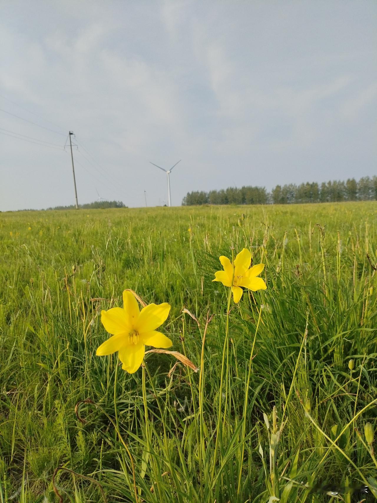采萱草
草原千里遍野芳，
金针璀璨紫薇香。
蚂蚱横跳蝶翩舞，
请续句……
（蒲公