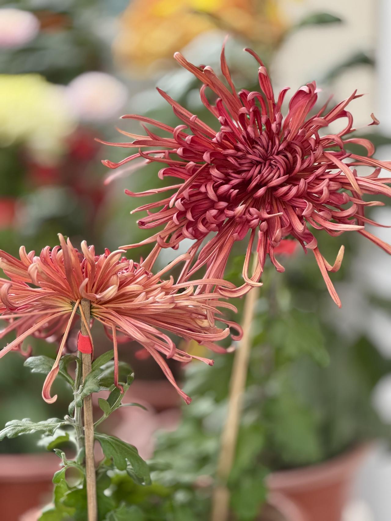 借这地办个菊展