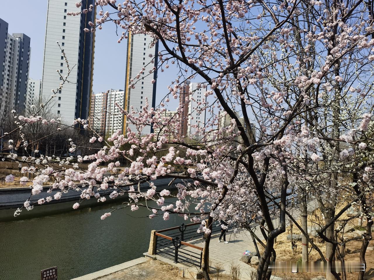 今天的府河公园，迎春花、山桃花、玉兰花已经盛开。春天来啦。初春公园随拍 公园春天