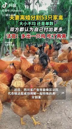 “离大谱了！”四川广安，一夫妻离婚分割53只家禽，因大小不均且还是单数，两人闹上