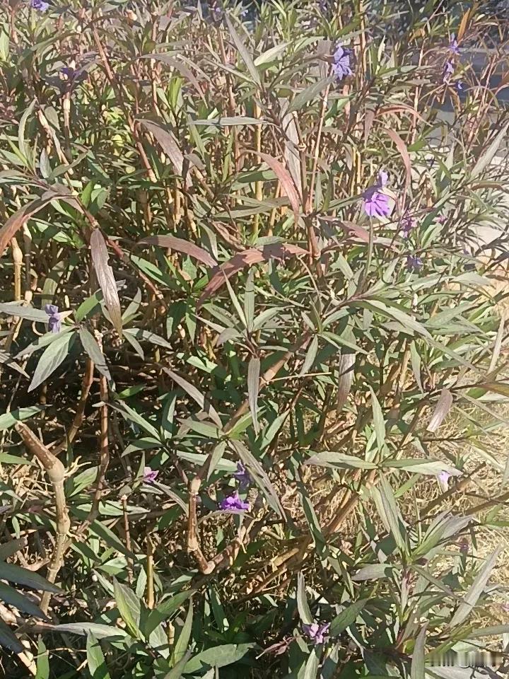 广东，今日阳光明媚，11~22℃，早晚凉，中午暖和。