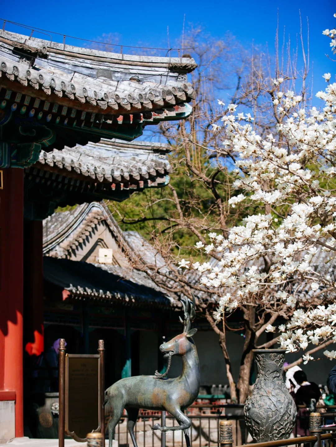 闻香识京城 | 颐和园·玉兰花