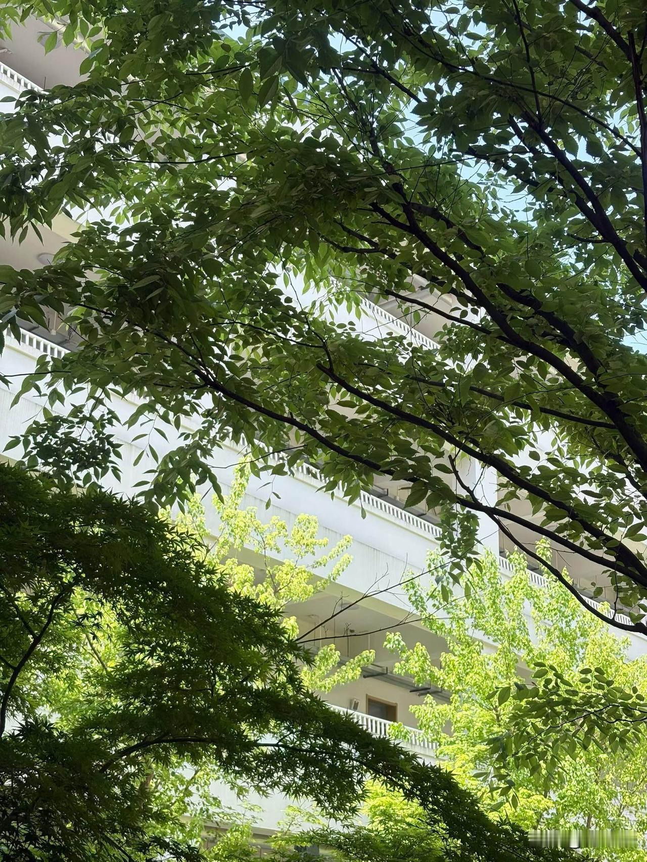 晒图笔记大赛环境优美的学校操场上热闹极了！机器狗和机器人在跑道上表演，孩子们看得