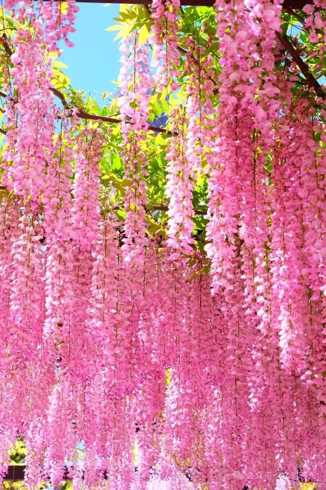 分享一张你拍的花，什么花都都行