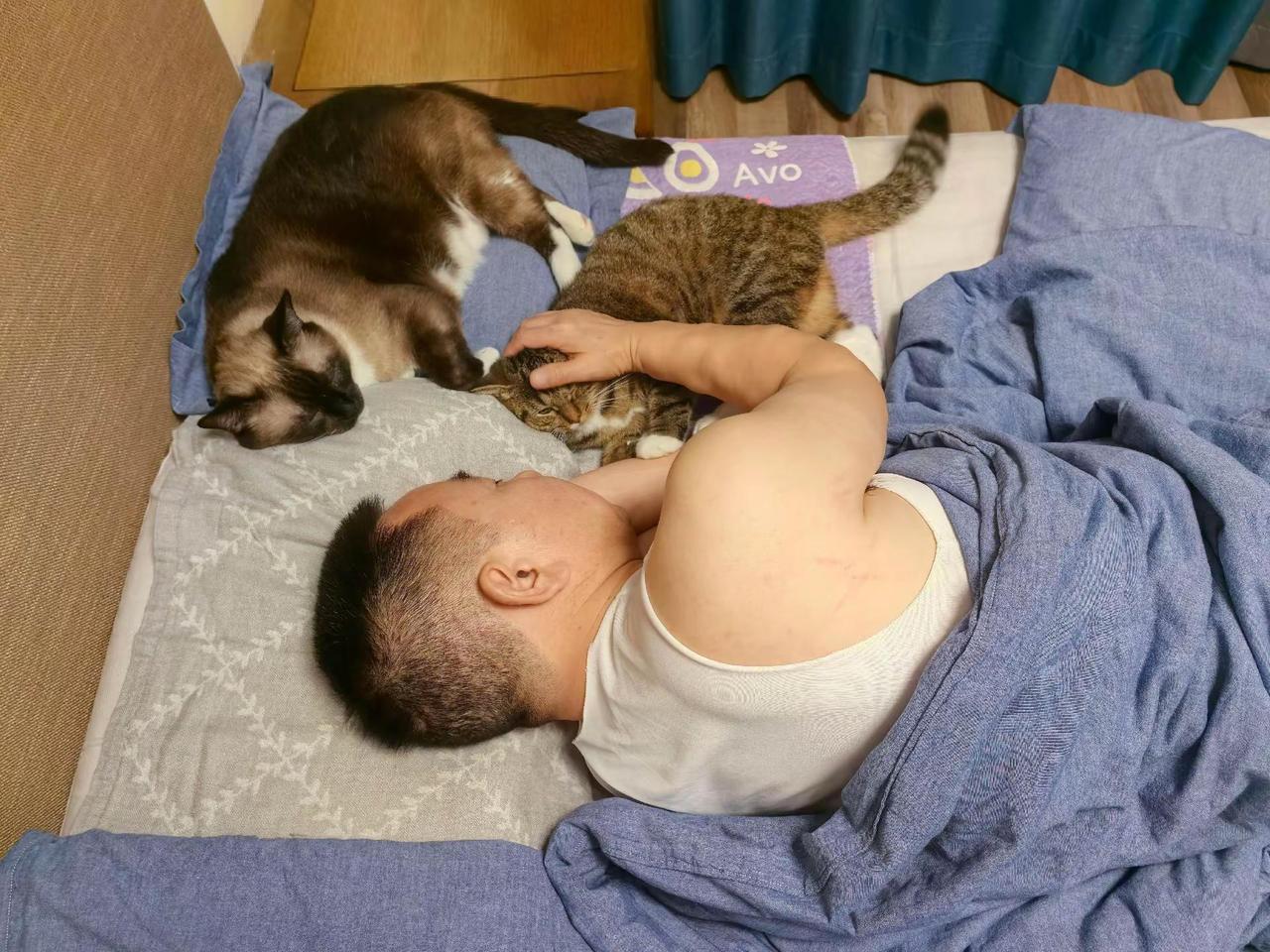 萌宠猫咪的日常