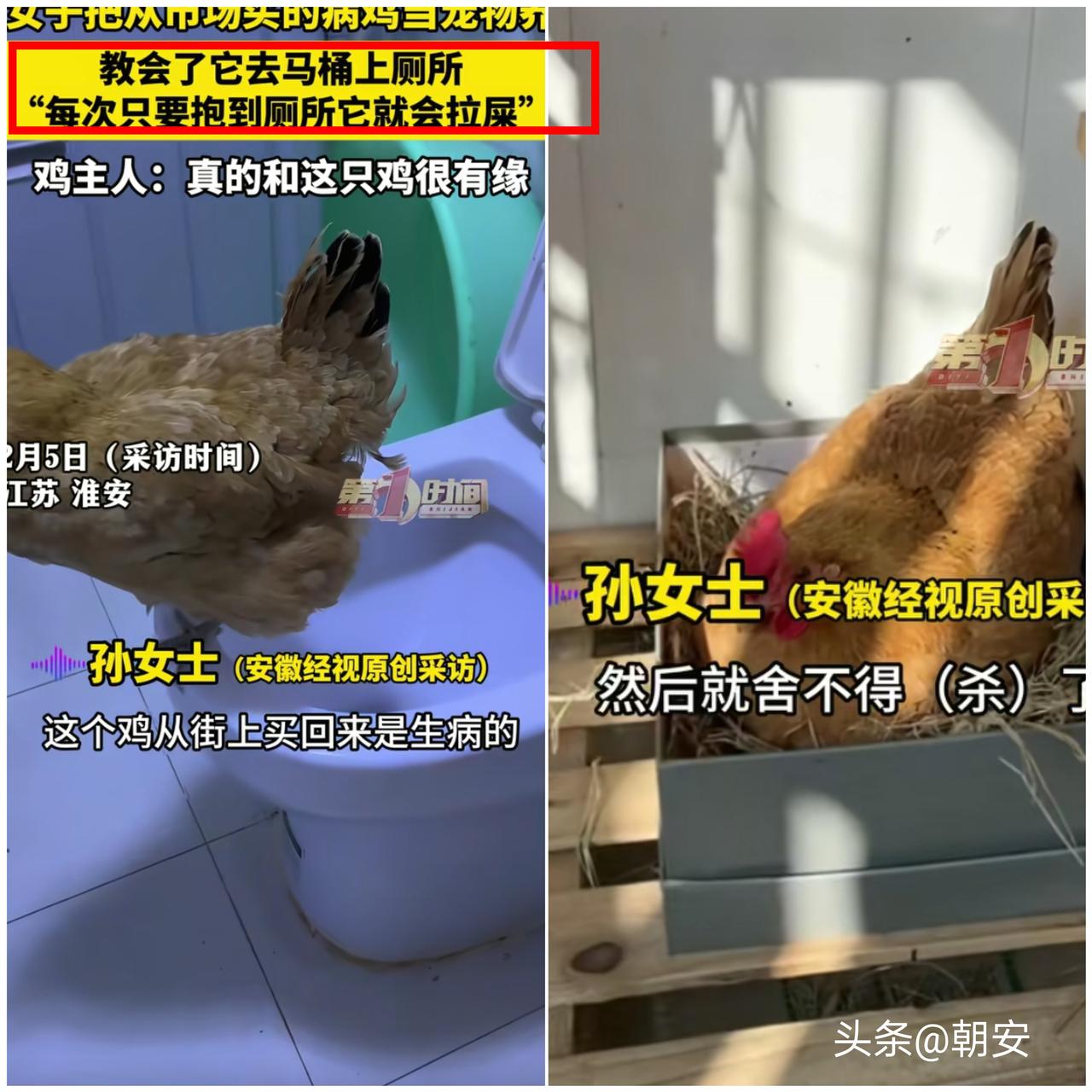 成精了！

江苏淮安这只母鸡直接把自己从“盘中餐”活成了“宠物宝”。

女子本买