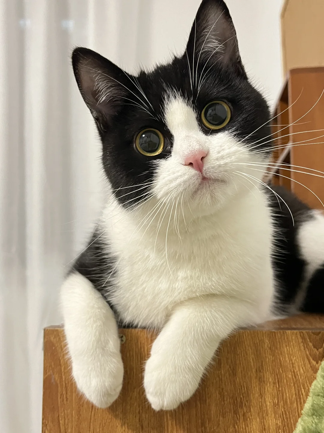 有些小猫是会嘟嘴卖萌的