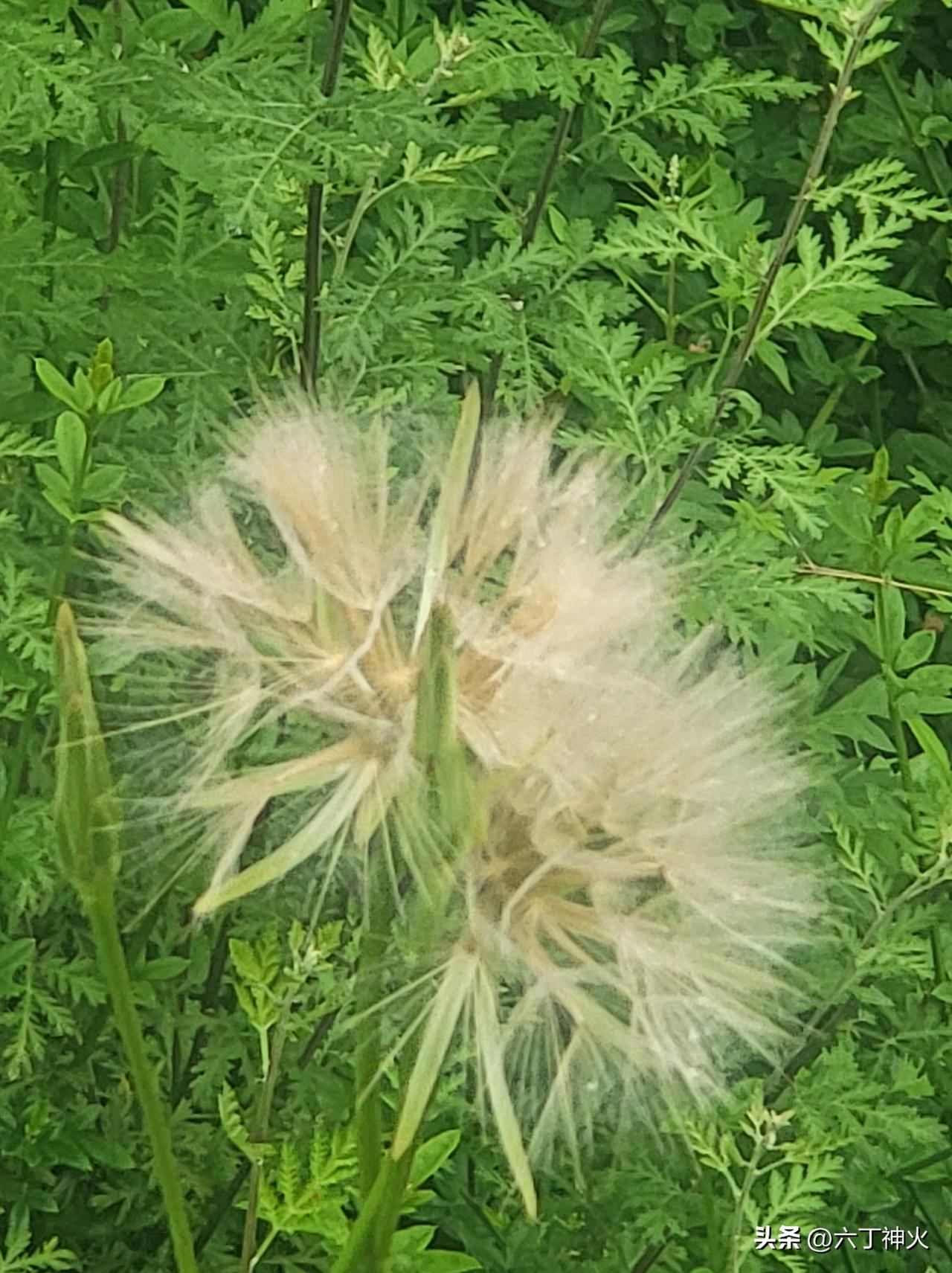 我分享一张之前在河道公园随手拍的花。那天阳光正好，我漫步在公园，眼前的花开得正盛