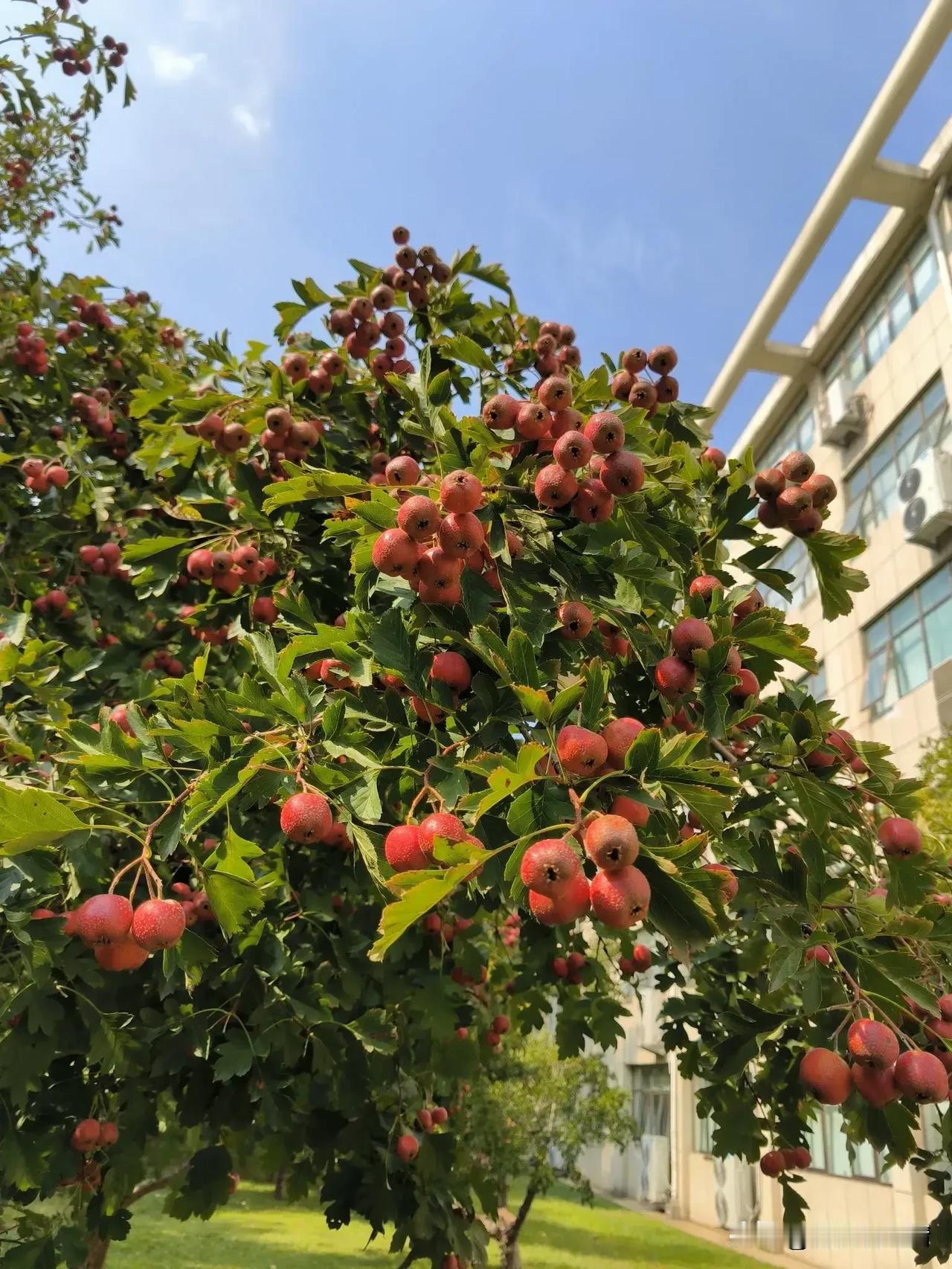 谁摘了学校的山楂

国庆假期之前，我看到教学楼前面的几棵山楂树上的果子开始发红了