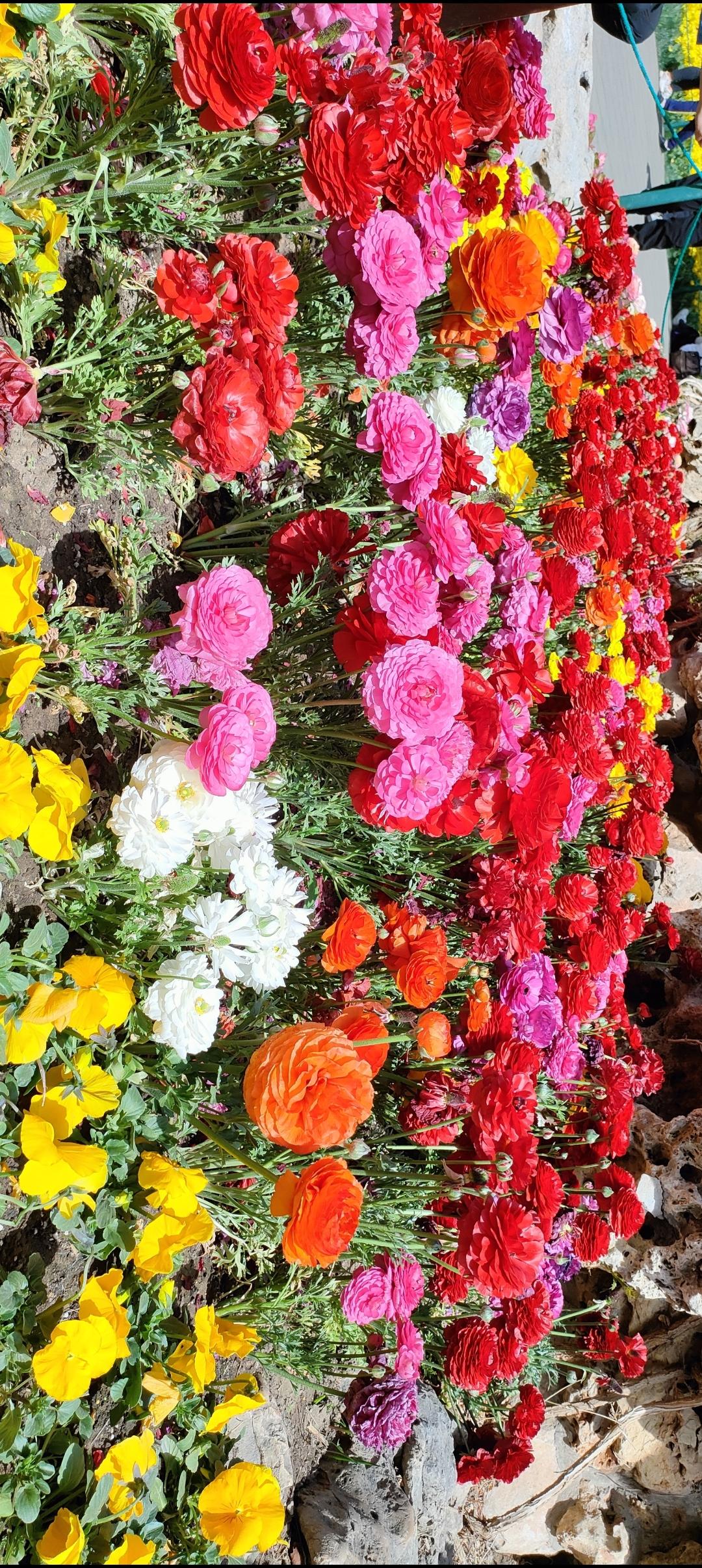 五彩缤纷的花海，绽放出生命的活力！🌸🌺🌼