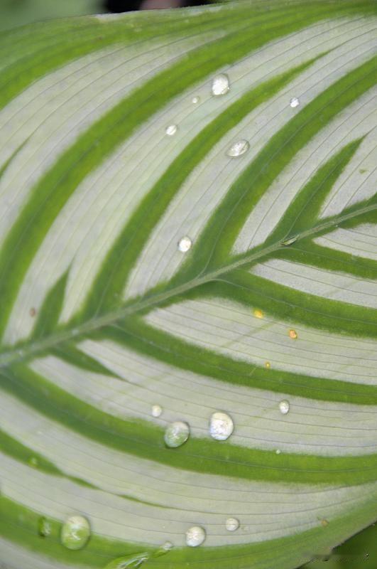 雨急急地下着
像要完成自己的使命
我想让它放慢脚步
可又无奈它的急切
院内外的植