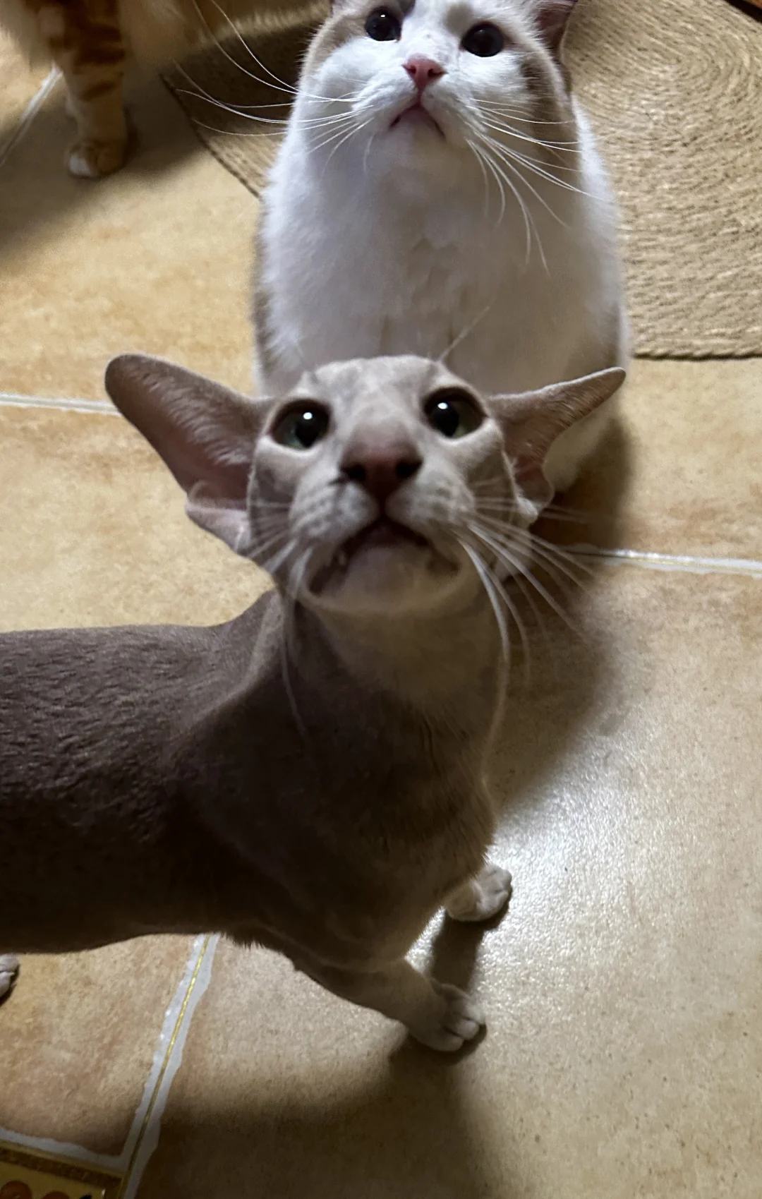 我是从不洗脸的小鼻嘎～