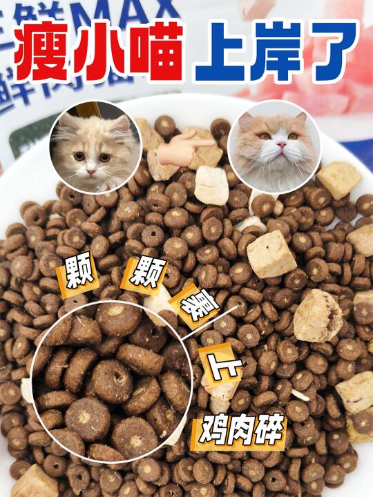瘦小喵终于上岸了，猫咪长肉全靠这猫粮！